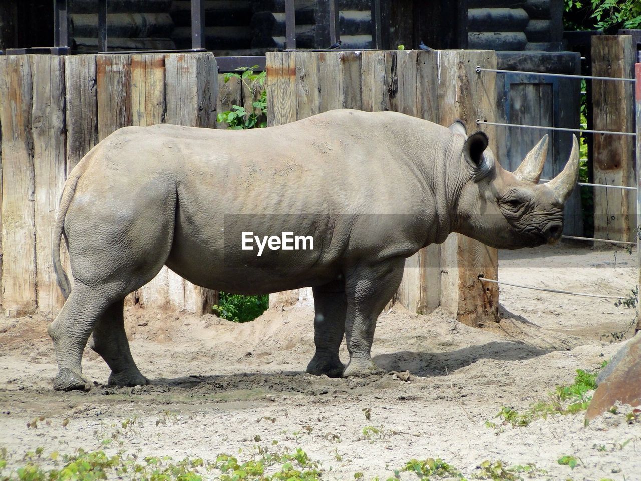 Side view of rhinoceros standing against wooden fence