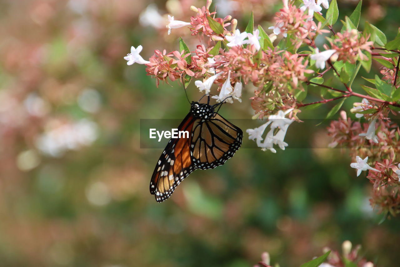 flower, beauty in nature, animal themes, animal, animal wildlife, butterfly, plant, flowering plant, insect, animal wing, moths and butterflies, fragility, nature, one animal, monarch butterfly, freshness, wildlife, close-up, focus on foreground, animal body part, no people, macro photography, springtime, outdoors, feeding, petal, pollination, tree, food, growth, blossom, pink, flower head, eating, day, branch, flying, summer, plant part, selective focus