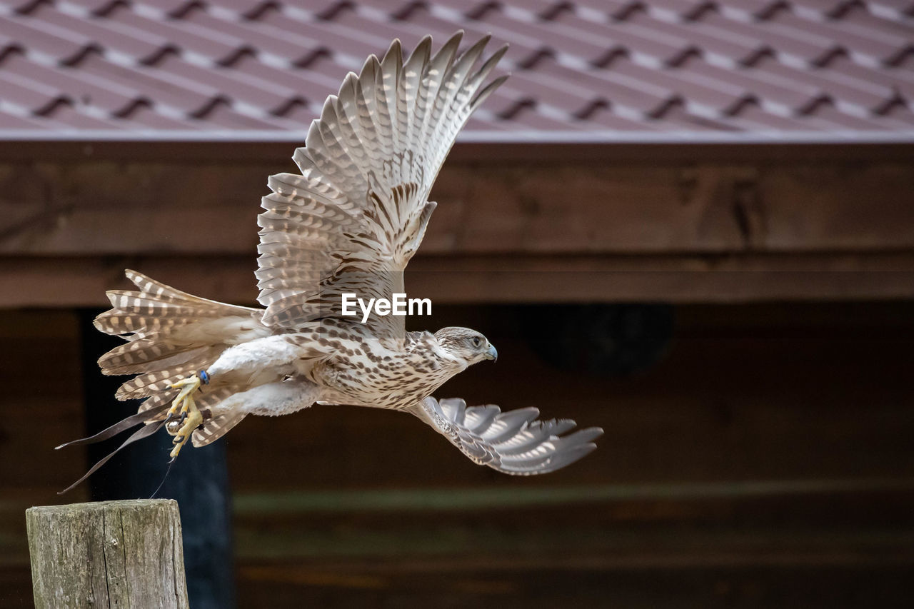 CLOSE-UP OF A BIRD FLYING