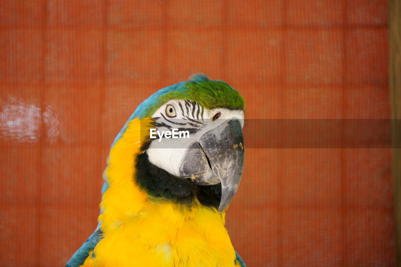 Close-up of a parrot