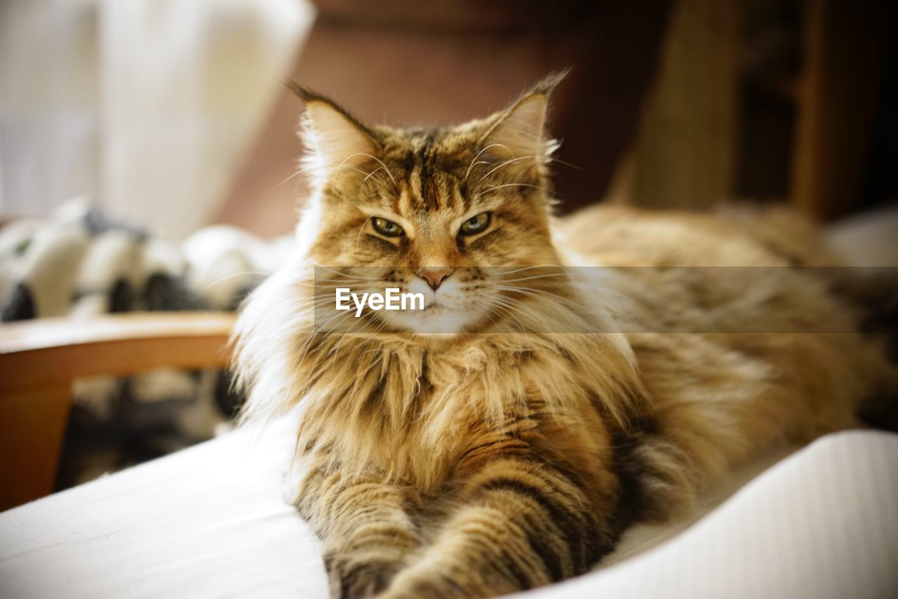 Close-up portrait of a cat