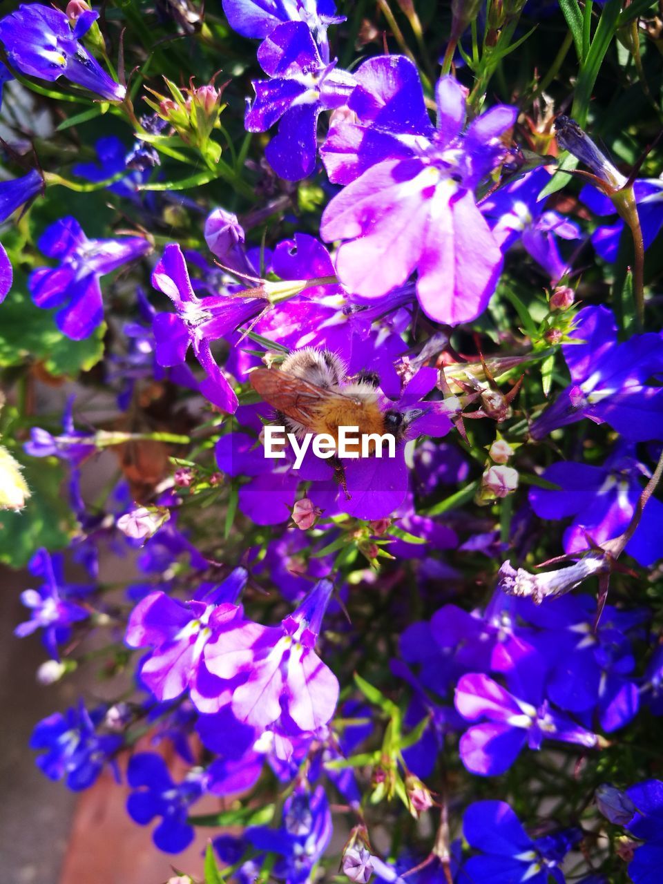 CLOSE-UP OF BEE ON PURPLE FLOWER