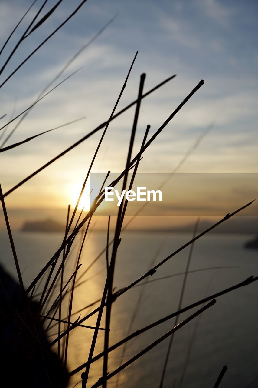 Close-up of silhouette grass against sky at sunset