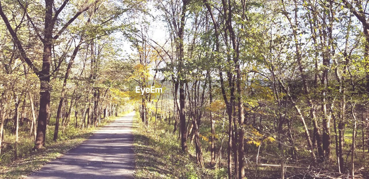 VIEW OF TREES IN FOREST