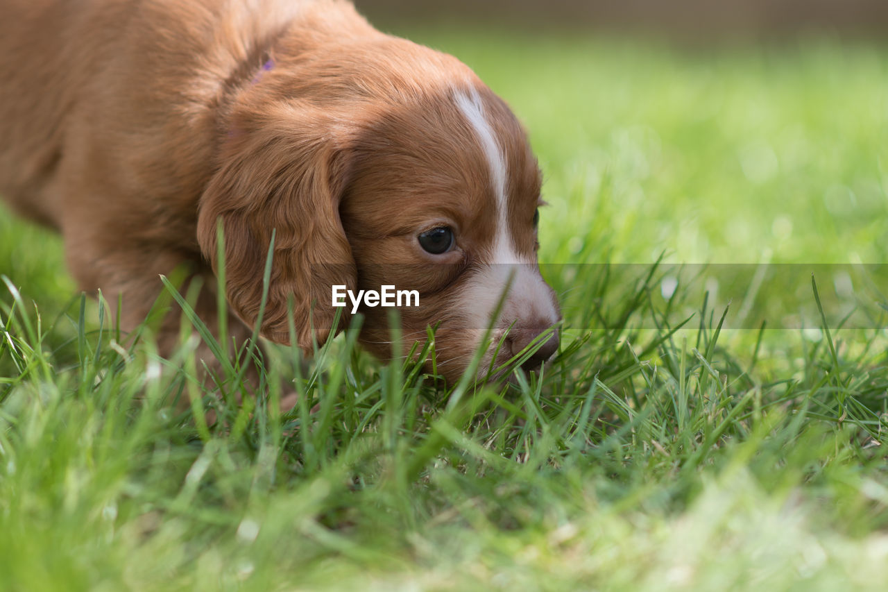 Close-up of puppy on grass