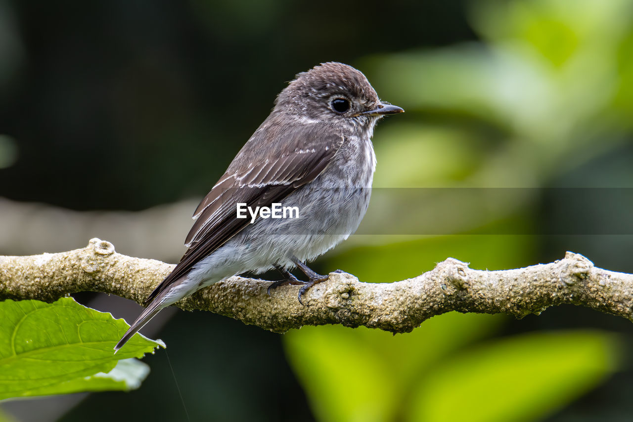 Little pied flycatcher on perched on a tree branch found in borneo with nature wildlife background