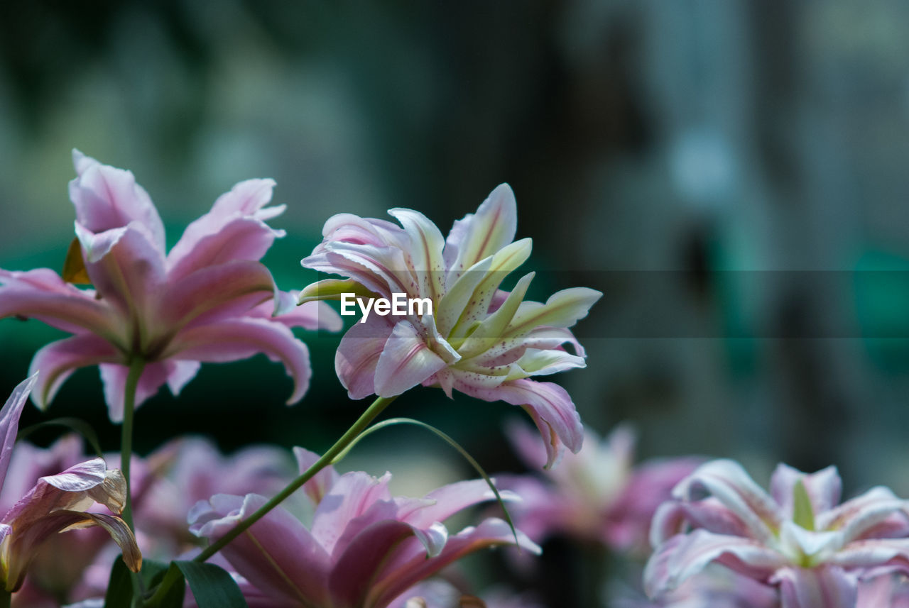 CLOSE-UP OF FLOWER BLOOMING OUTDOORS