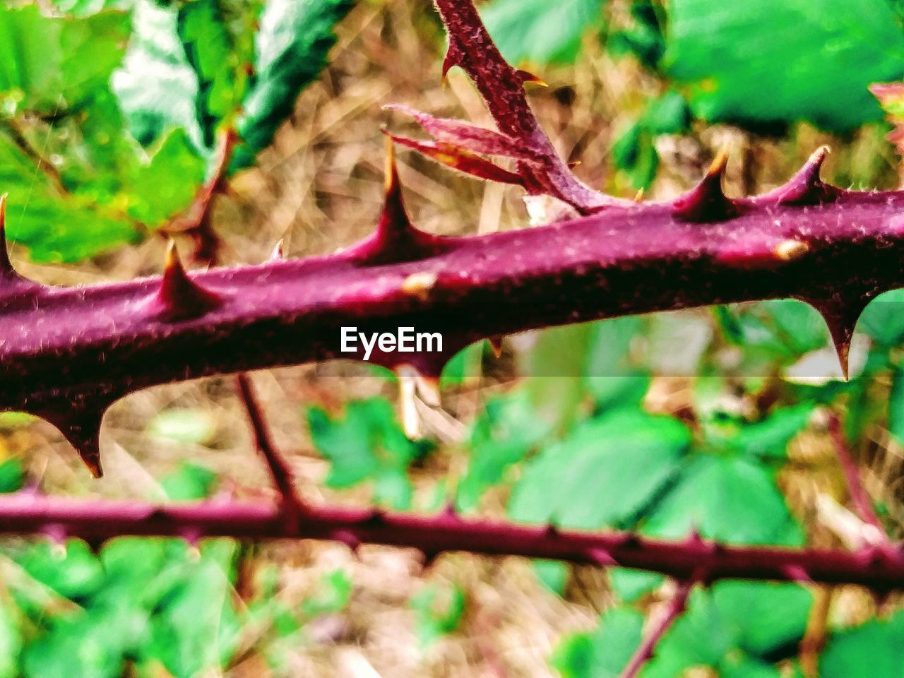 CLOSE-UP OF SNAKE ON TREE