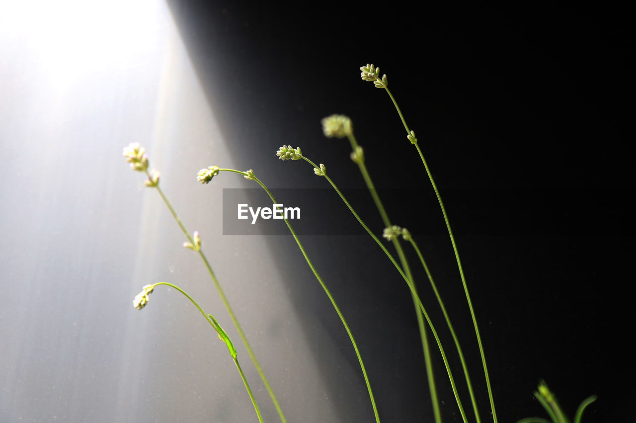 Close-up of fresh green plant against white and dark background