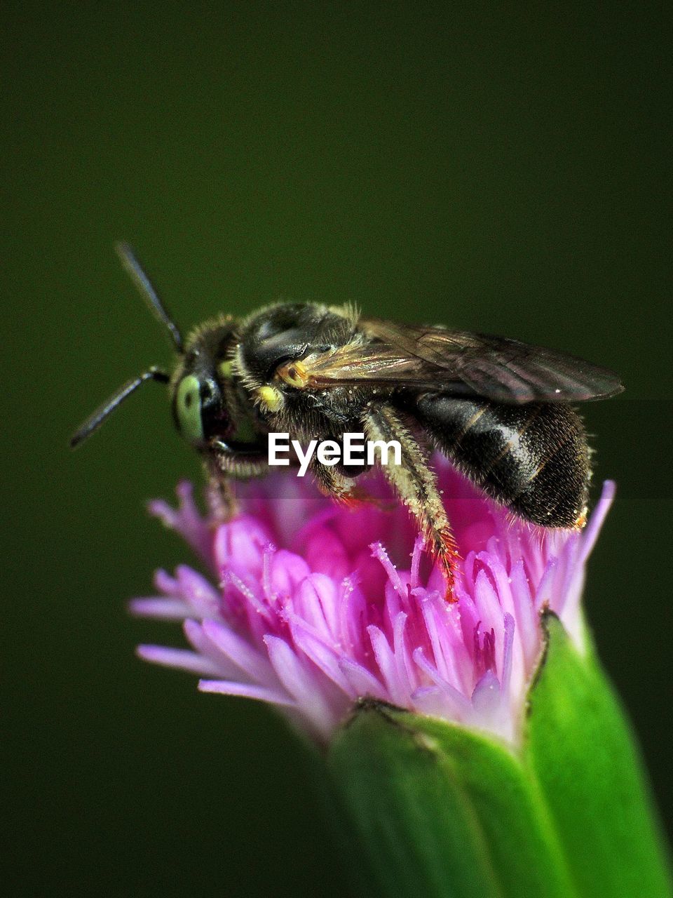 Close-up of bee pollinating on flower