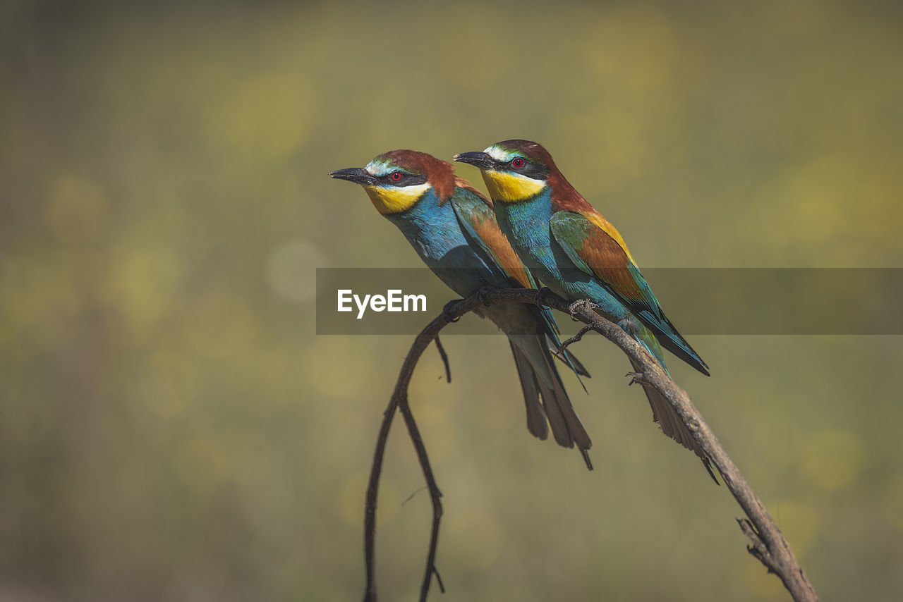 CLOSE-UP OF A BIRD PERCHING ON BRANCH