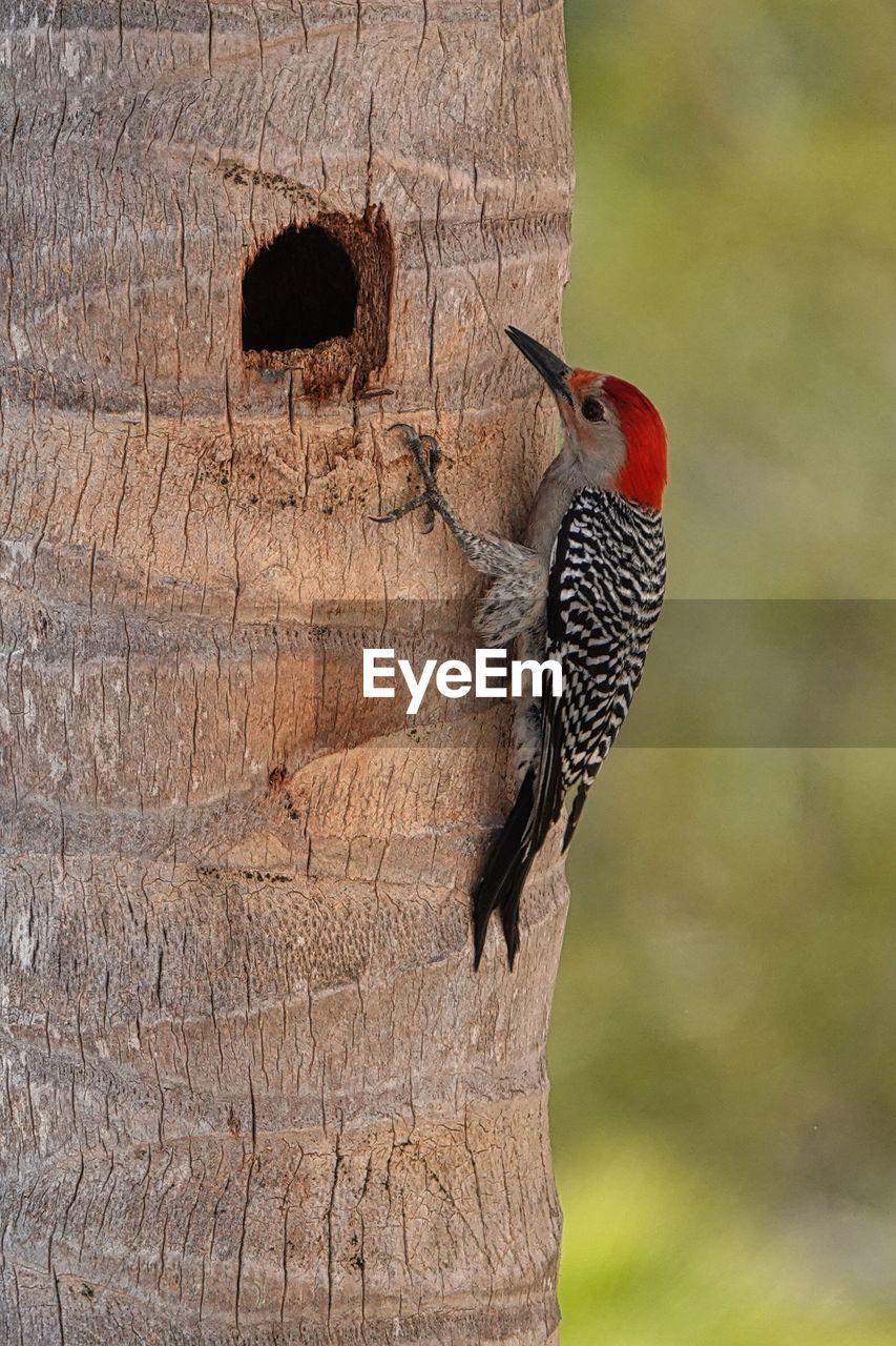 animal themes, animal, animal wildlife, bird, woodpecker, wildlife, one animal, no people, tree, nature, tree trunk, trunk, outdoors, beak, animal body part, focus on foreground, day, plant