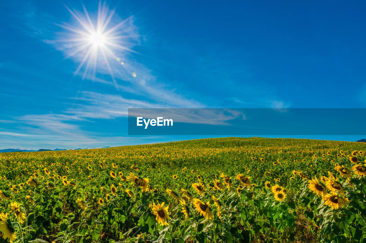 YELLOW FLOWERS GROWING ON FIELD AGAINST SKY