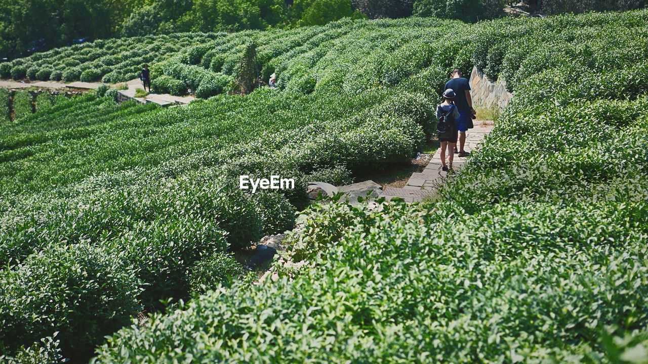 REAR VIEW OF PEOPLE WALKING ON AGRICULTURAL FIELD