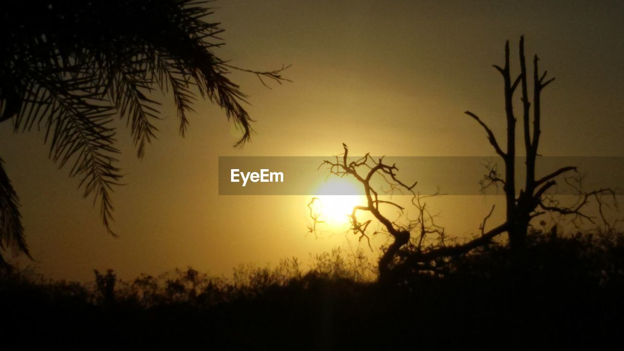 SILHOUETTE OF PLANTS AT SUNSET