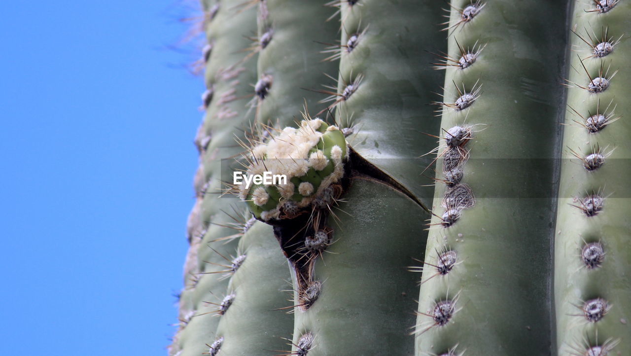 LOW ANGLE VIEW OF PRICKLY PEAR CACTUS AGAINST SKY