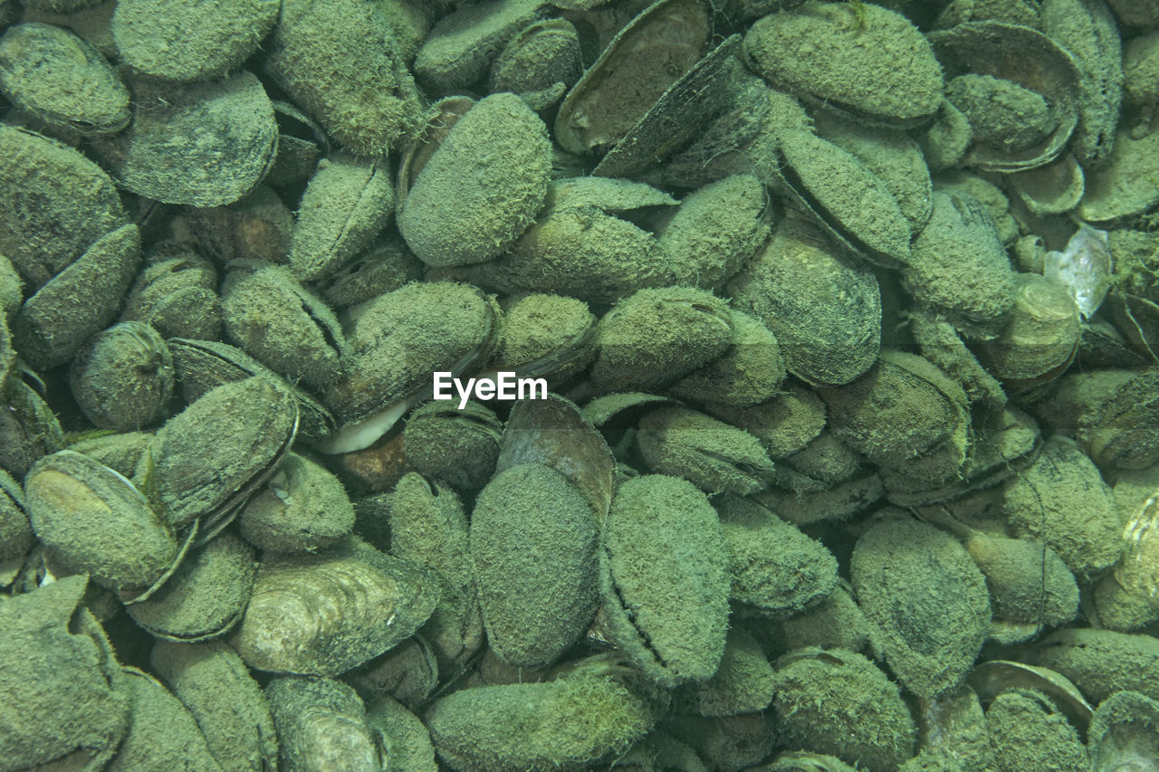 Full frame shot of shells on a river bottom