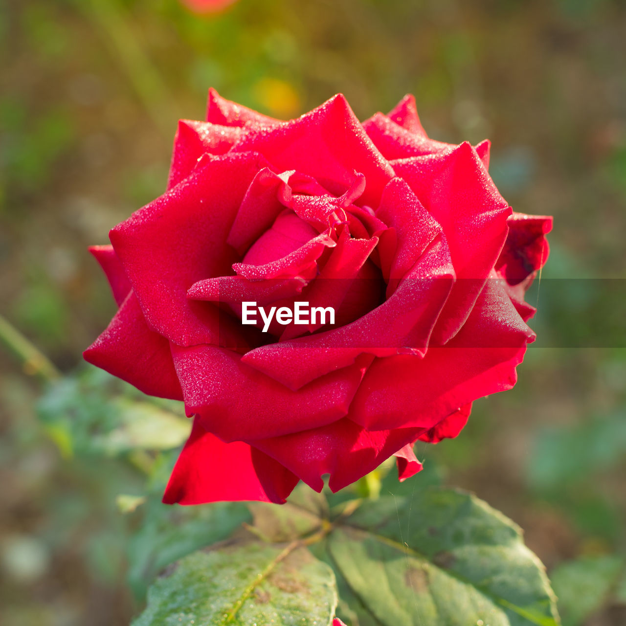 Close-up of red rose blooming outdoors