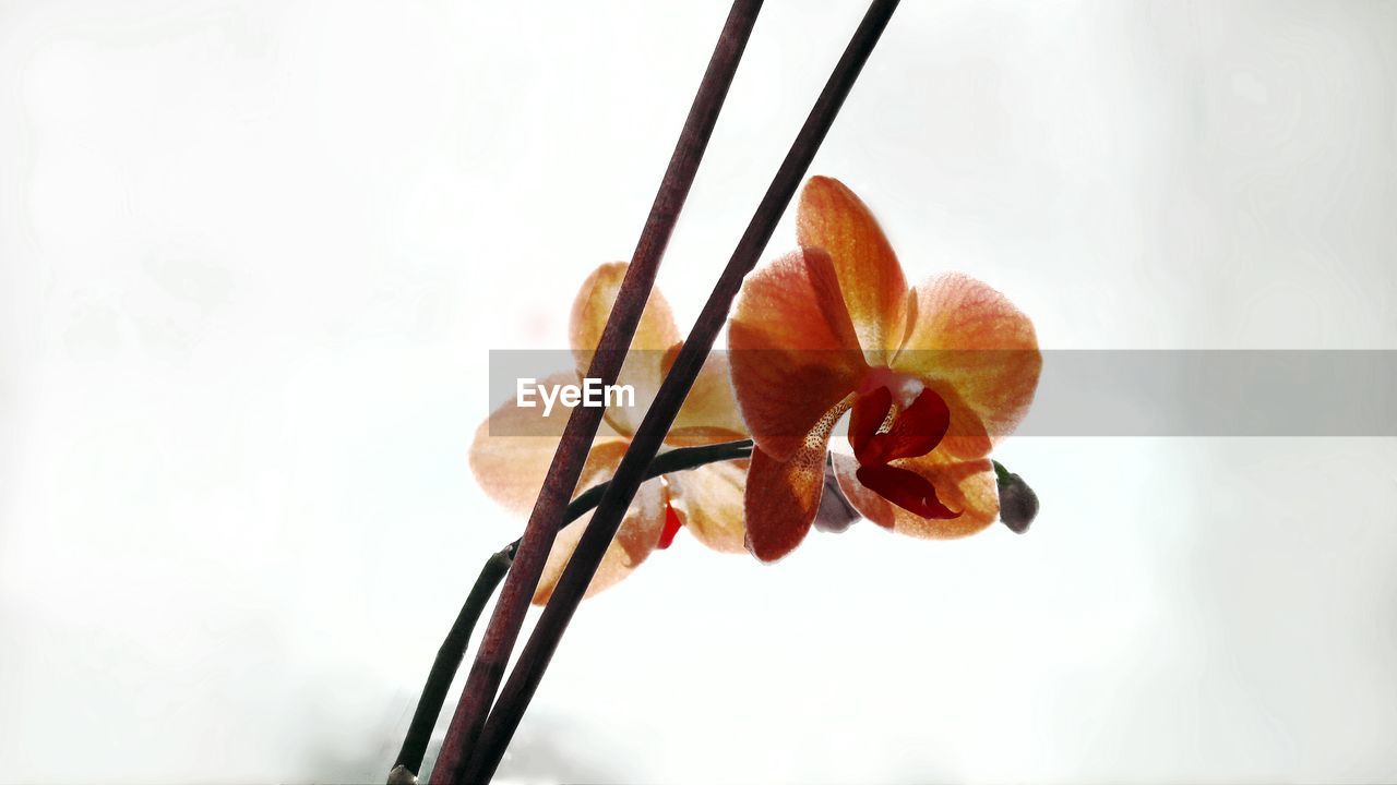 CLOSE-UP OF FLOWER TREE