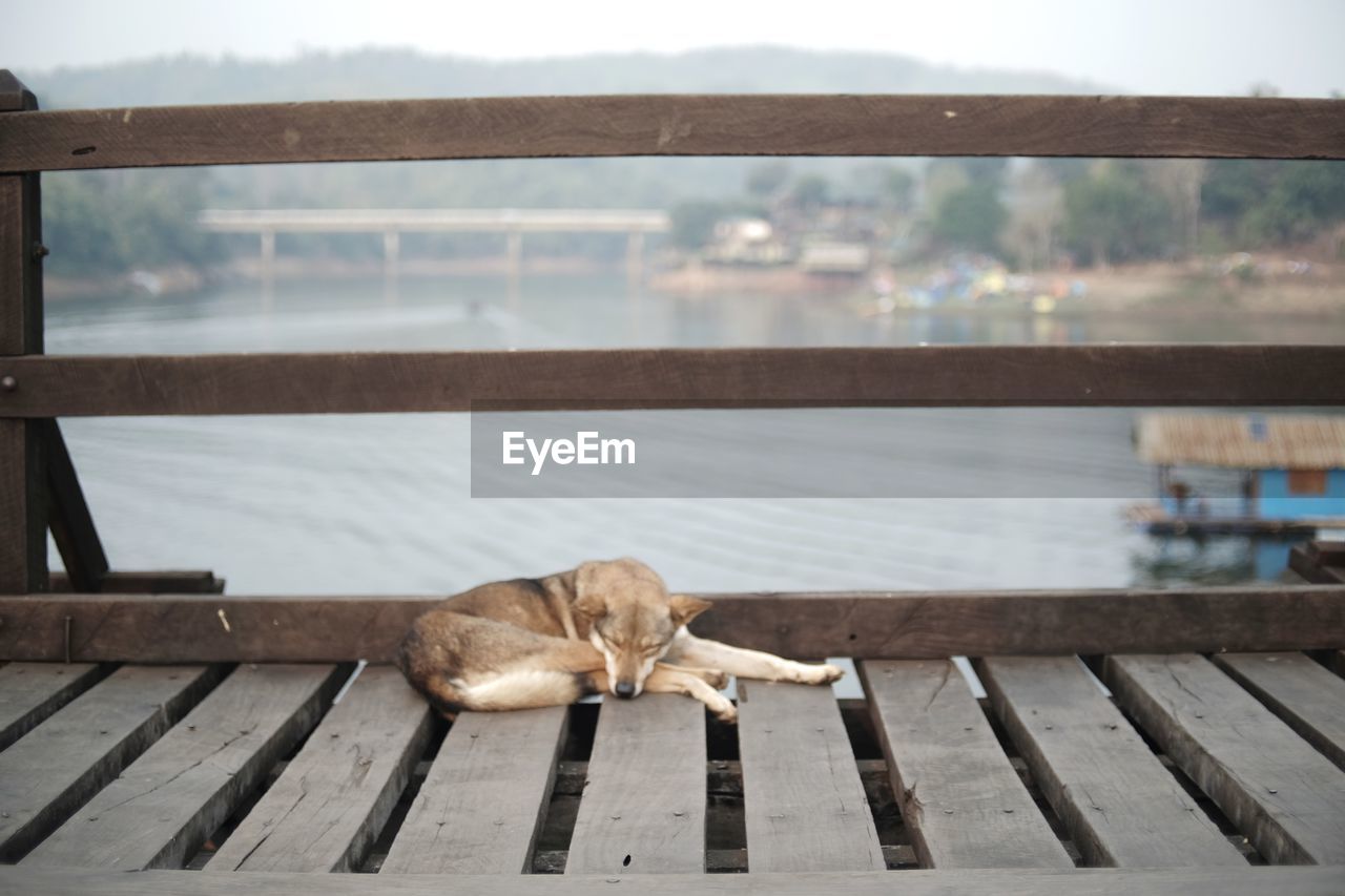 Dog sleeping on pier
