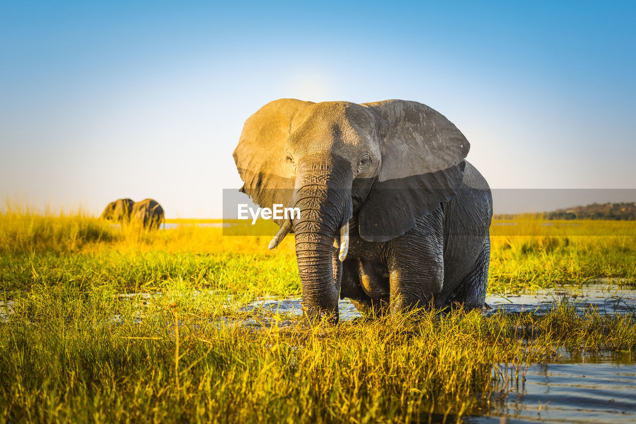 Elephant half wet in sunset light in africa