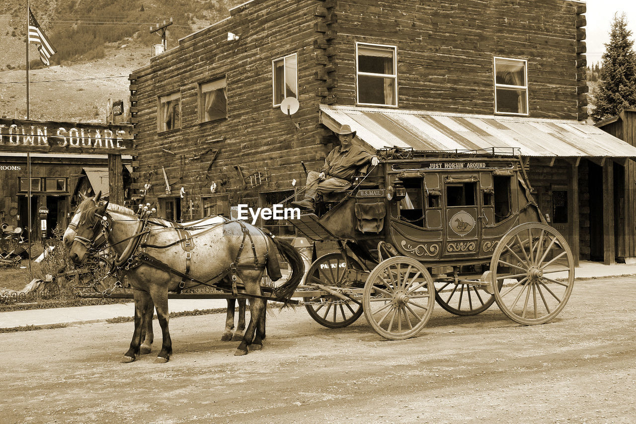 SIDE VIEW OF HORSE WALKING ON ROAD