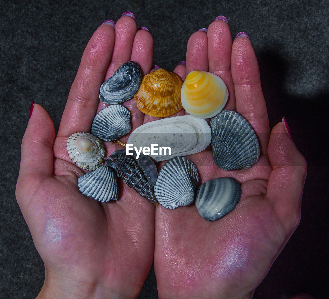 HIGH ANGLE VIEW OF HUMAN HAND HOLDING SHELLS