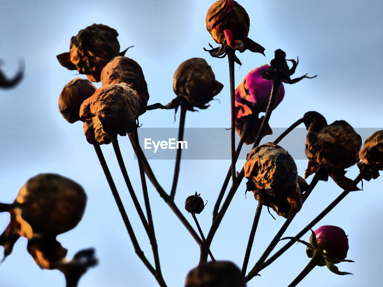 Low angle view of wilted flowers against sky