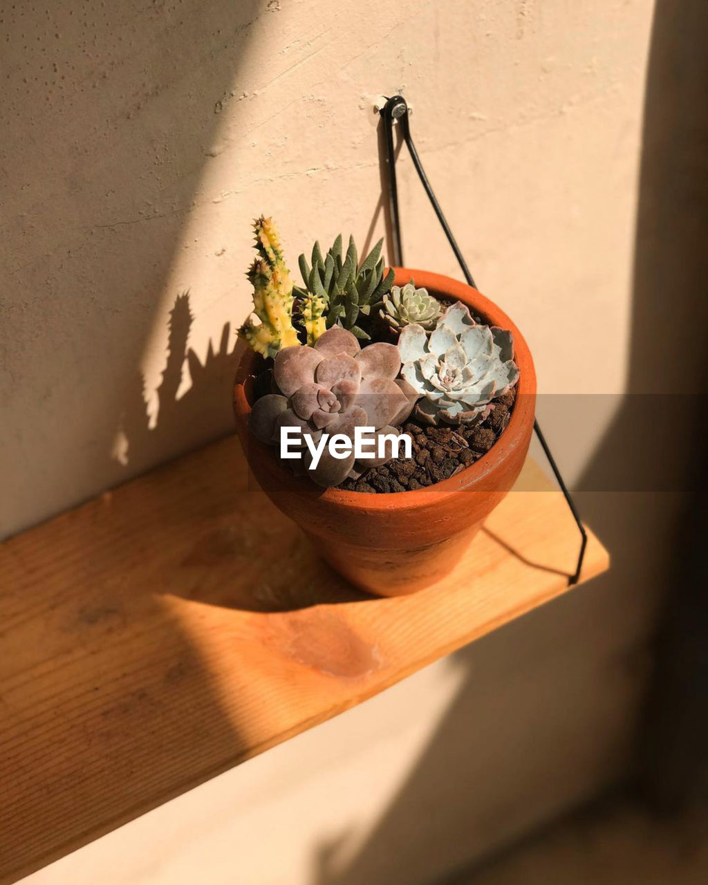 High angle view of potted plant on table with shiny sun