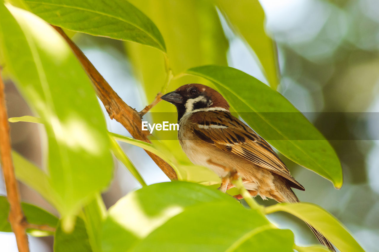Close-up of bird perching on plant