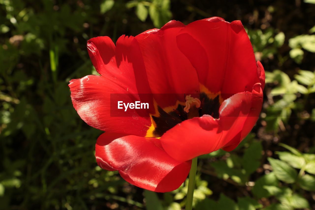 CLOSE-UP OF RED POPPY FLOWER