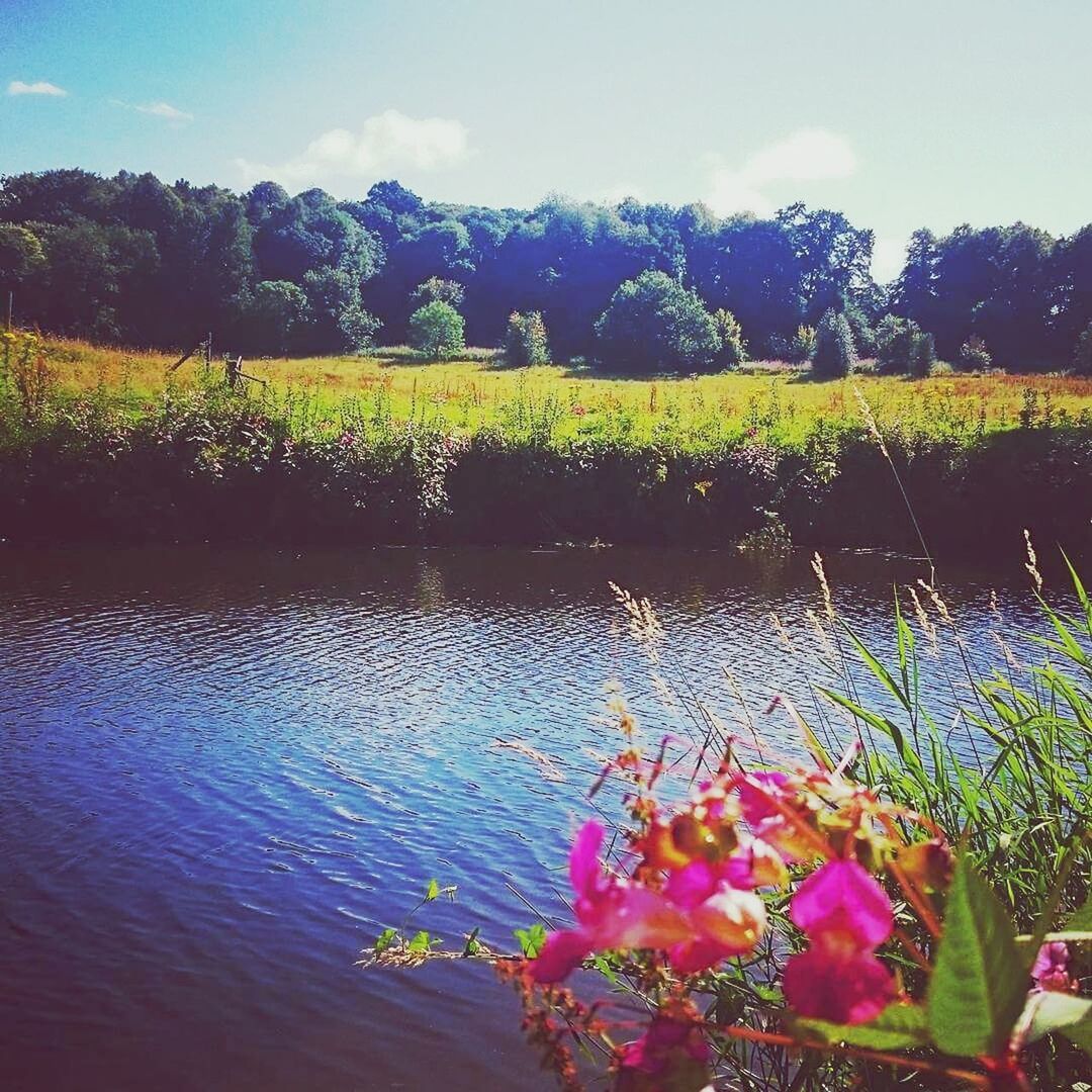 FLOWERS GROWING ON TREE BY PLANTS AGAINST SKY