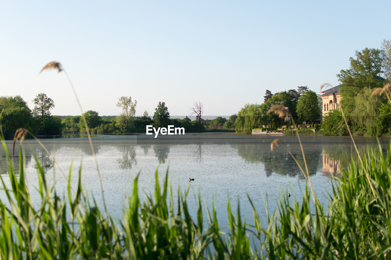 Reflection of trees in calm lake