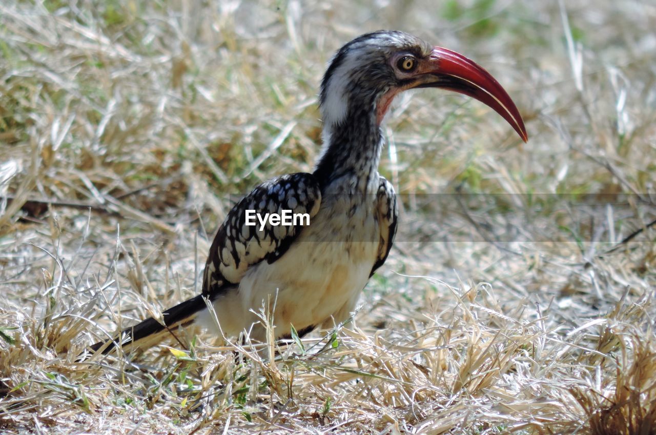 CLOSE-UP VIEW OF BIRD