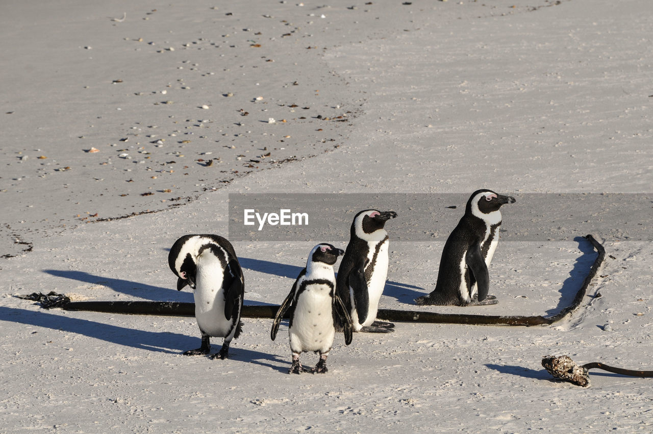 Close-up of humboldt penguins walking on shore