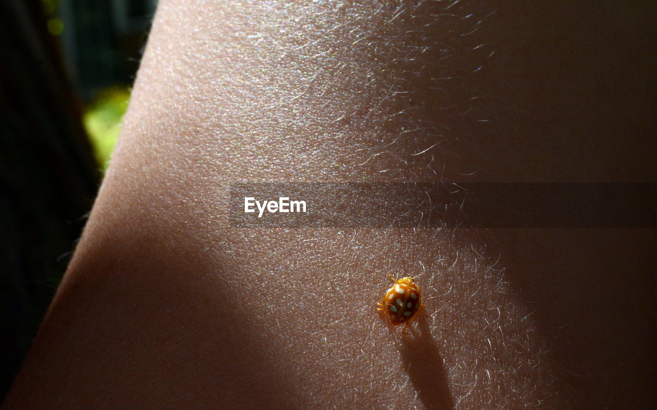 animal, animal wildlife, close-up, animal themes, insect, wildlife, macro photography, one animal, hand, one person, yellow, ladybug, nature, human skin, day, beetle, skin, outdoors, sunlight, focus on foreground