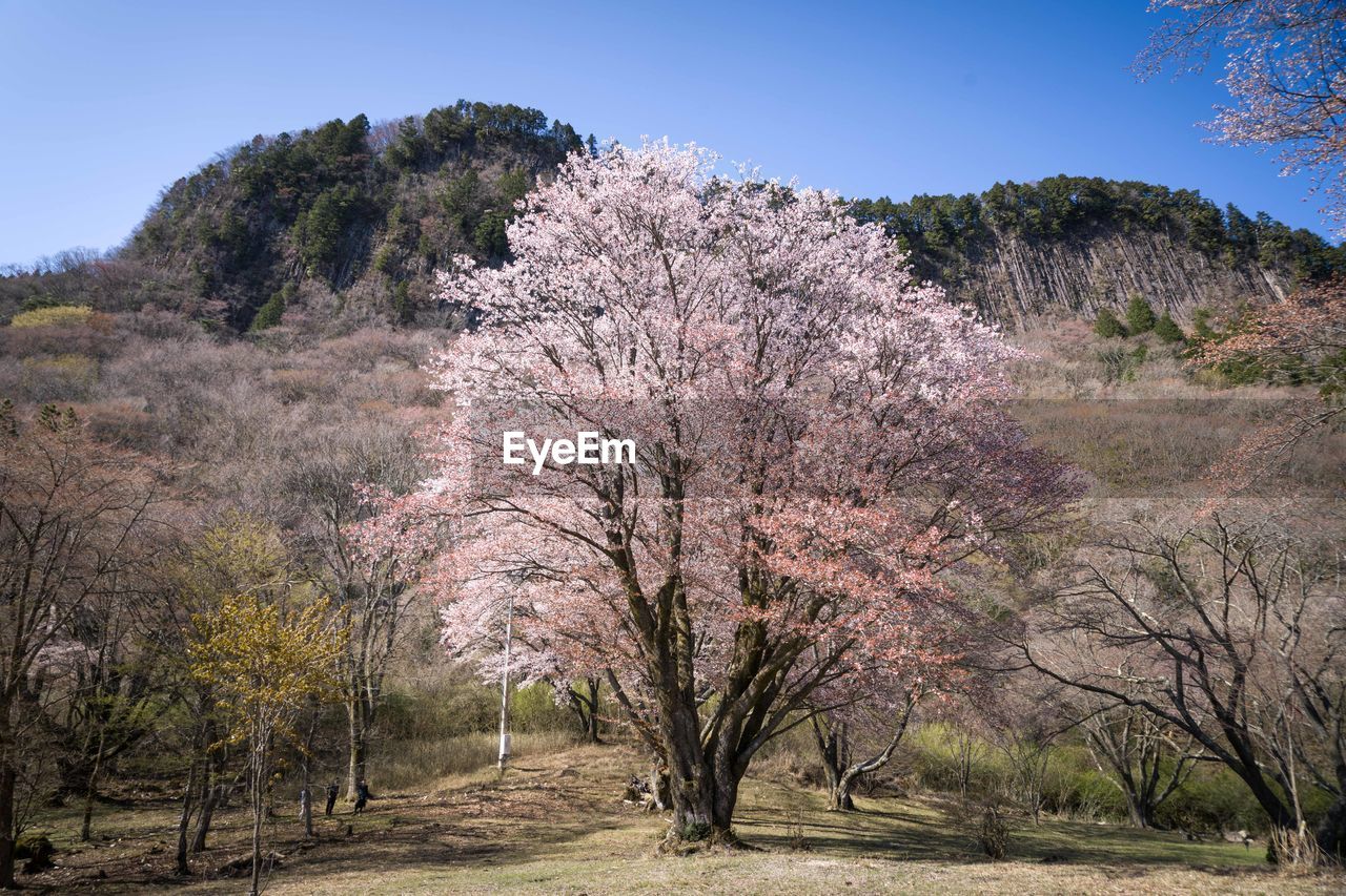 CHERRY BLOSSOM TREES ON FIELD