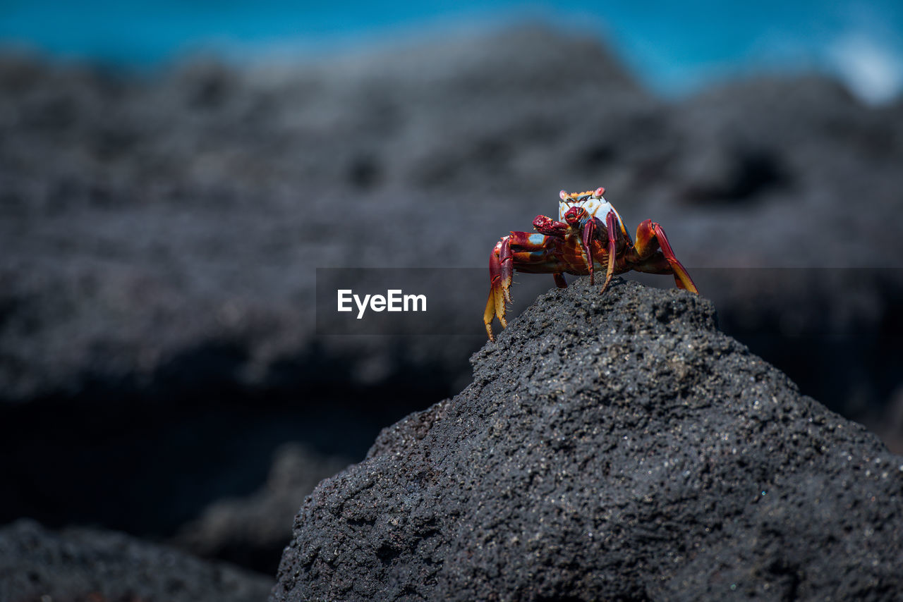 Close-up of crab on rock at beach