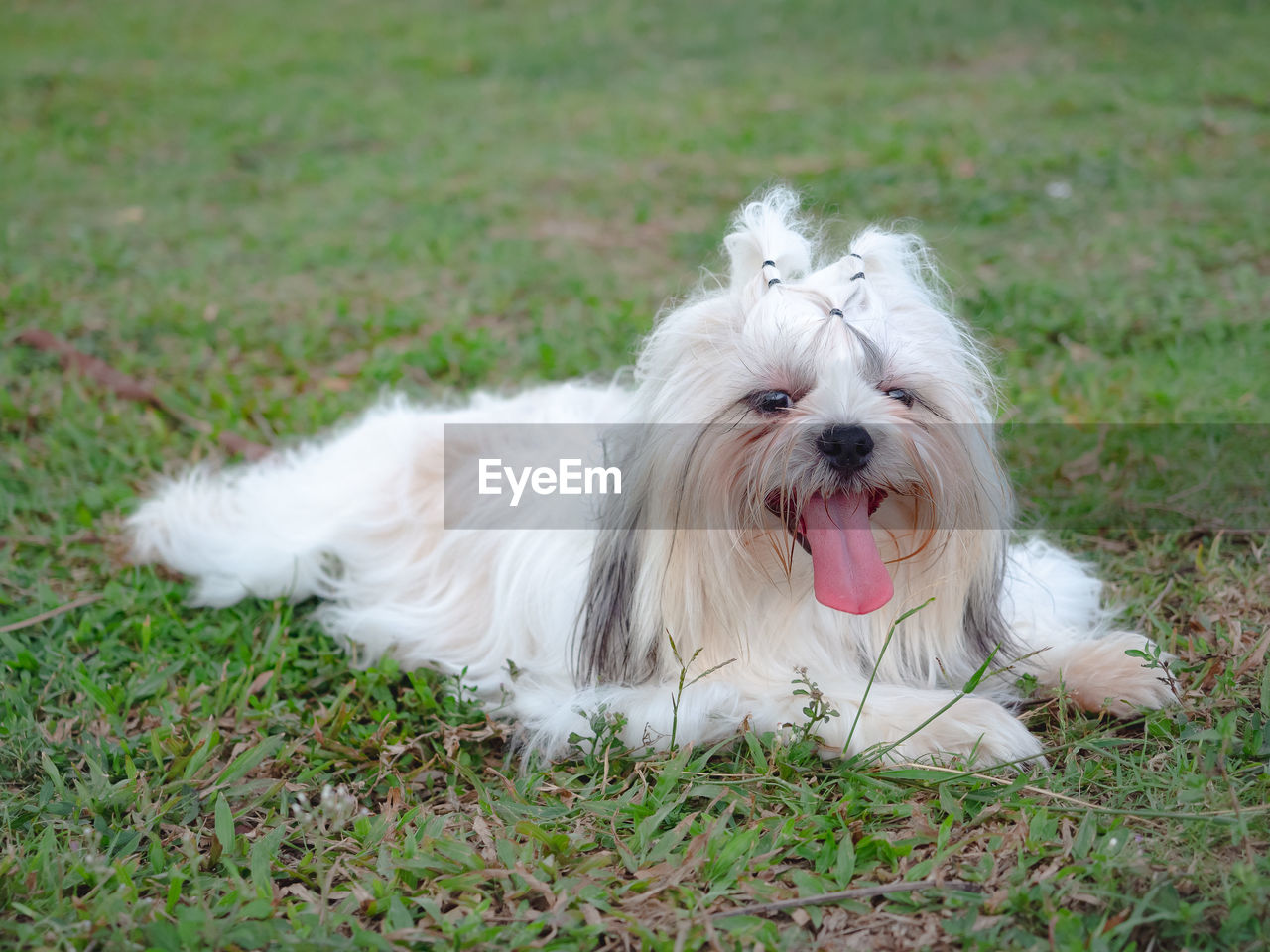 animal themes, pet, animal, one animal, mammal, domestic animals, canine, dog, grass, maltese, havanese, löwchen, plant, facial expression, portrait, white, bichon, relaxation, sticking out tongue, no people, coton de tulear, cute, lap dog, animal hair, animal body part, west highland white terrier, nature, lying down, mouth open, looking at camera, outdoors, day, green