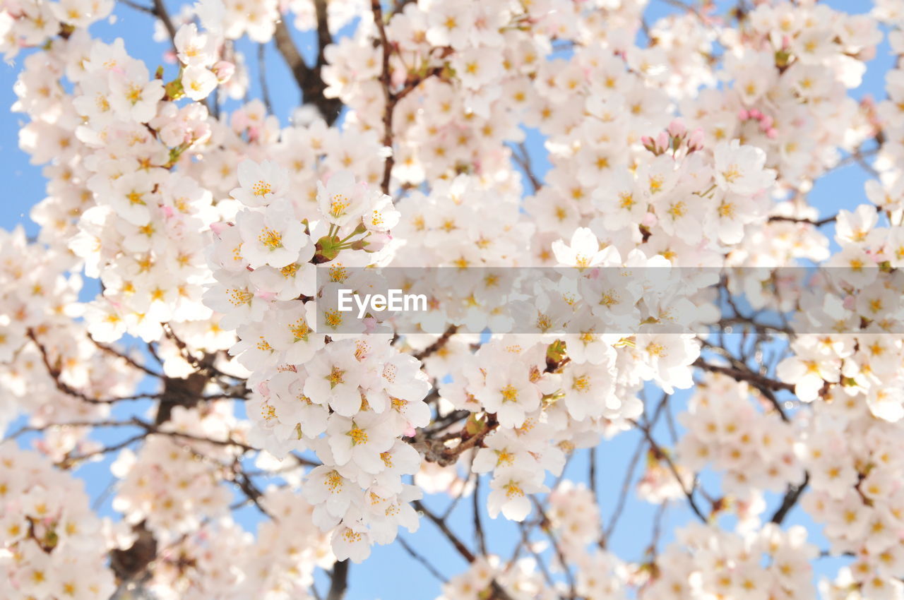 LOW ANGLE VIEW OF CHERRY BLOSSOMS IN SPRING