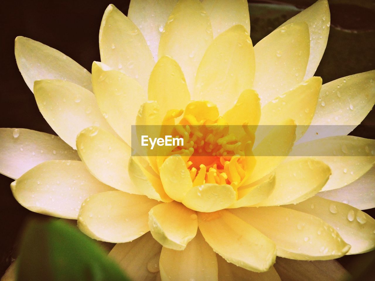 Close-up of yellow flower