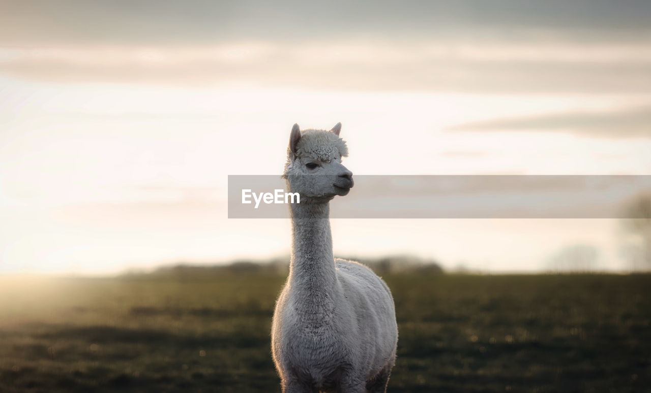 Horse standing in field