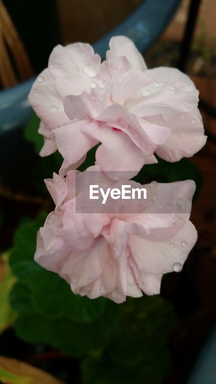 CLOSE-UP OF PINK FLOWER BLOOMING IN GARDEN