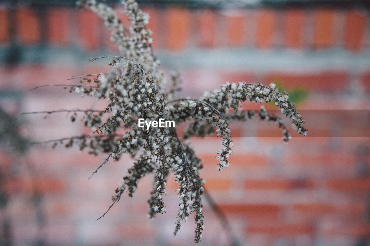 Close-up of plants growing outdoors