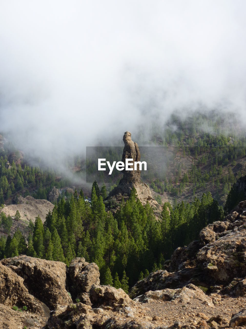 Trees on rocky landscape against clouds