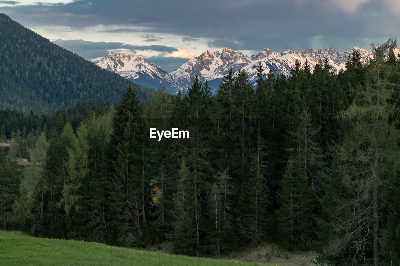 Scenic view of pine trees on snowcapped mountains against sky