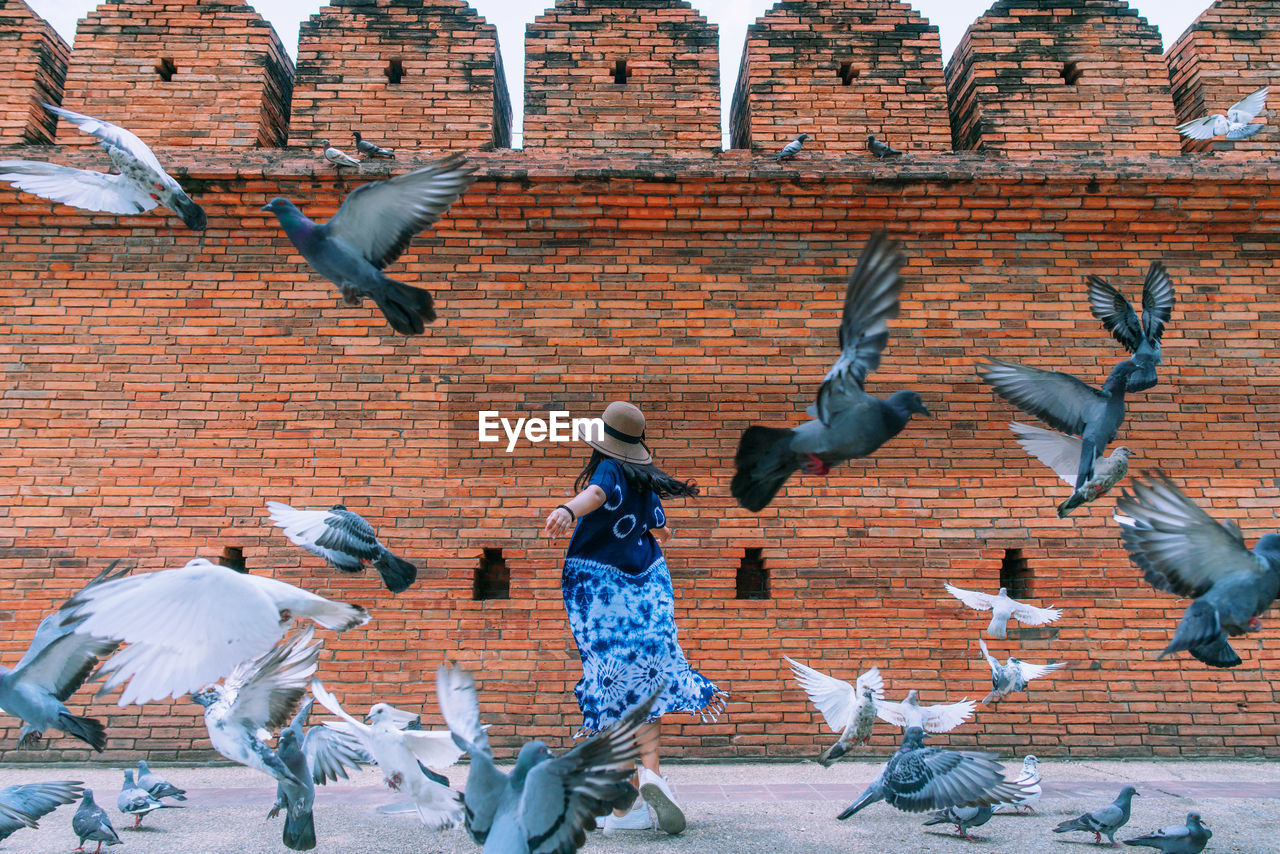 Woman amidst pigeons against brick wall
