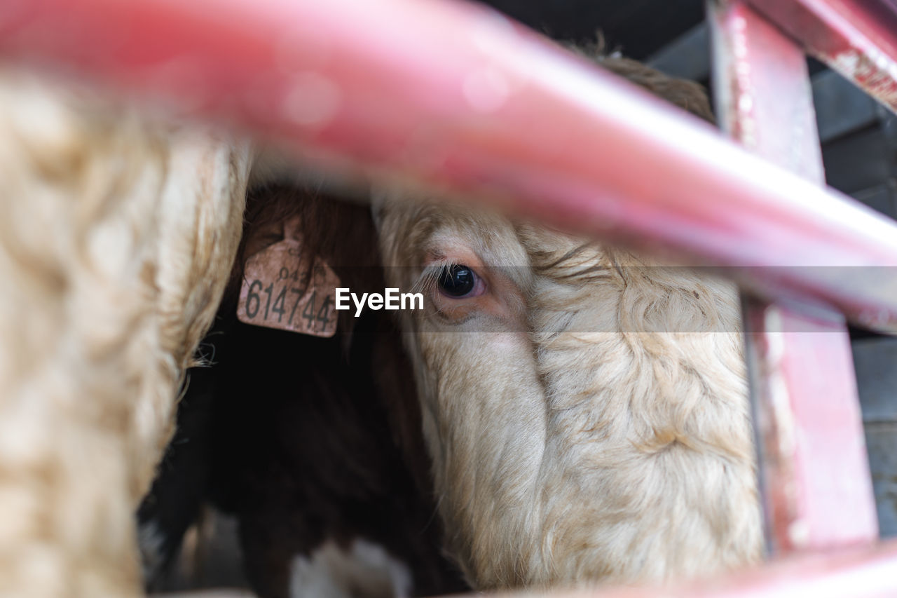 animal themes, animal, mammal, domestic animals, close-up, one animal, livestock, pet, animal body part, agriculture, no people, pink, animal head, selective focus, farm, animal wildlife, day, outdoors