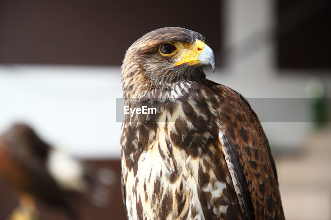 Close up, harris, hawk