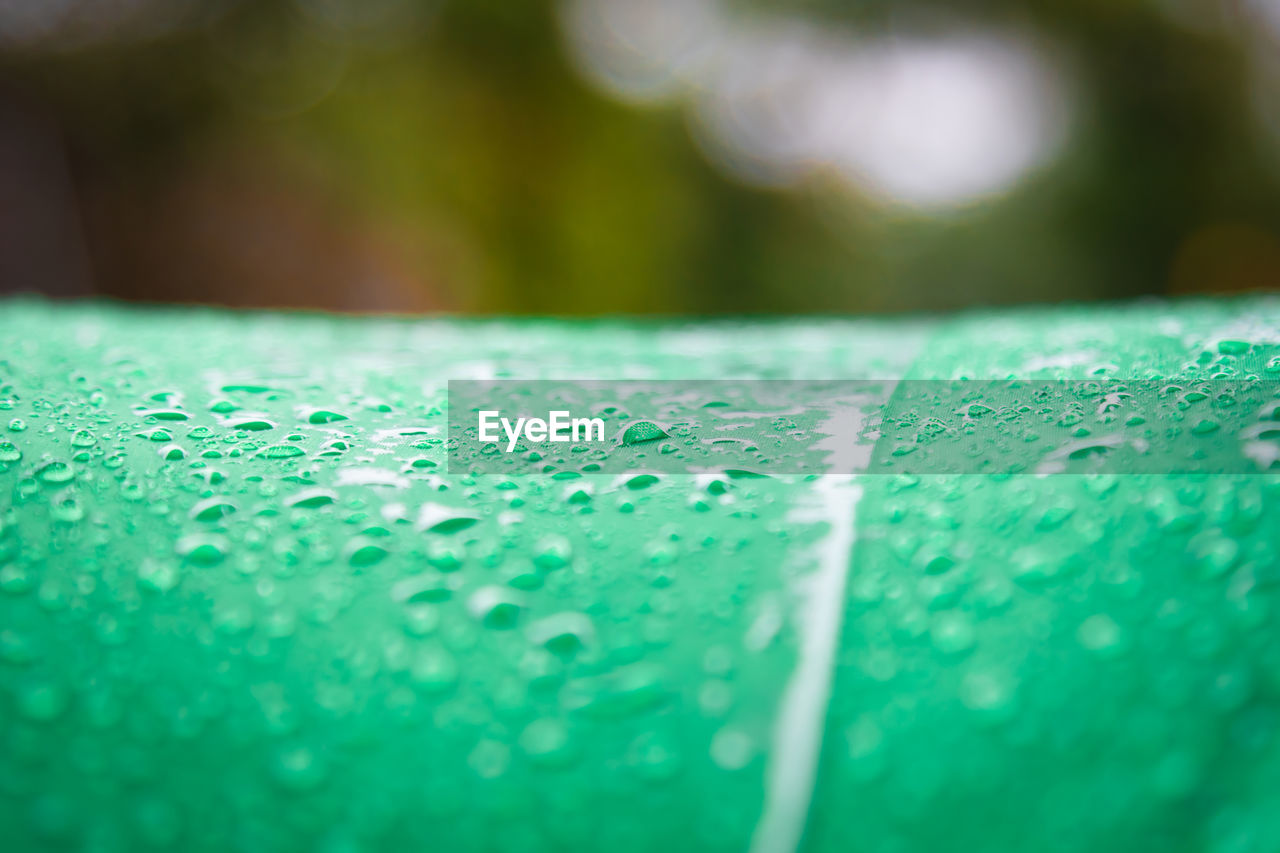 CLOSE-UP OF WET LEAF IN GRASS